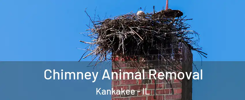  Chimney Animal Removal Kankakee - IL